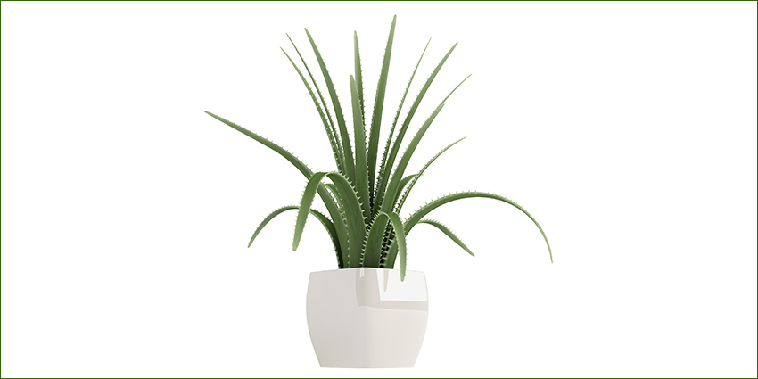 Spiky plant