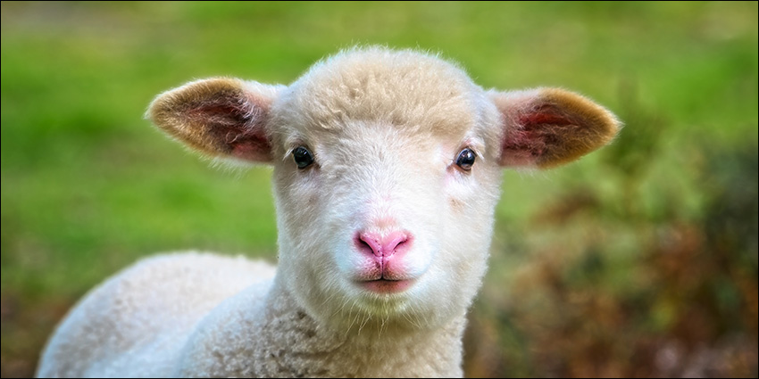 What's wonderful about wool • Karen Kingston's Blog